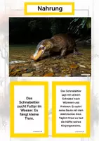 Vorschau - Stationenlernen - Das Schnabeltier – Steckbrief inklusive – Tiere Australiens – Montessori Lernkarten (Kontinente entdecken) - Seite 1