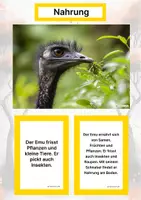 Vorschau - Arbeitsblätter - Der Emu – Steckbrief inklusive – Tiere Australiens – Montessori Lernkarten (Kontinente entdecken) - Seite 1