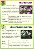 Vorschau - Stationenlernen - Frühblüher Wissenskartei (+interaktive PDF) - Seite 3