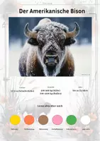 Vorschau - Arbeitsblätter - Der Amerikanische Bison – Steckbrief inklusive – Tiere Nordamerikas – Montessori Lernkarten (Kontinente entdecken) - Deckblatt