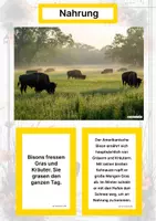 Vorschau - Arbeitsblätter - Der Amerikanische Bison – Steckbrief inklusive – Tiere Nordamerikas – Montessori Lernkarten (Kontinente entdecken) - Seite 1