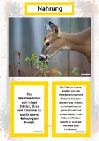 Vorschau - Arbeitsblätter - Der Weißwedelhirsch – Steckbrief inklusive – Tiere Nordamerikas – Montessori Lernkarten (Kontinente entdecken) - Seite 1