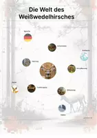 Vorschau - Arbeitsblätter - Der Weißwedelhirsch – Steckbrief inklusive – Tiere Nordamerikas – Montessori Lernkarten (Kontinente entdecken) - Seite 3