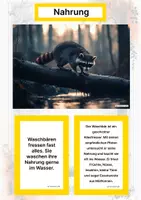 Vorschau - Arbeitsblätter - Der Waschbär – Steckbrief inklusive – Tiere Nordamerikas – Montessori Lernkarten (Kontinente entdecken) - Seite 1