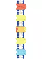 Vorschau - Stundenentwürfe - XXL Materialpaket Neurobiologie Sinne Hormone Gehirn Lernen Halbjahr Komplett LK GK - Seite 1