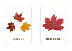 anteprima - Altro tipo di materiale - My Autumn Flashcards - Pagina 3