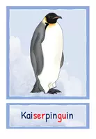 Vorschau - Präsentationen/Tafelbilder - Pinguinarten Tafelbilder - Seite 3