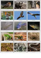 Vorschau - Arbeitsblätter - Materialpaket: Wirbeltiere (Säugetiere, Vögel, Amphibien, Reptilien und Fische - Seite 3