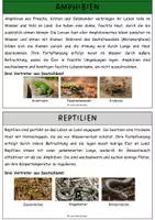 Vorschau - Arbeitsblätter - Wirbeltierklassen - Informationstexte, Arbeitsblätter mit Lösungen (Fortpflanzung, Merkmale von Wirbeltieren) - Seite 2