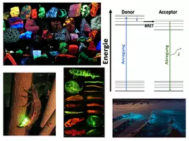 Vorschau - Arbeitsblätter - Arbeitsblatt zu Fluoreszenz und Phosphoreszenz - Deckblatt