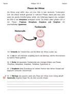 Vorschau - Arbeitsblätter - Mitose: Sortier- und Modellieraufgabe - Seite 1