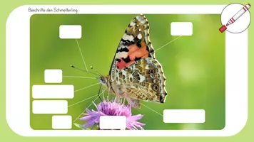 Vorschau - Präsentationen/Tafelbilder - Schmetterlinge - Distelfalter züchten (digitale Tafel) - Seite 2