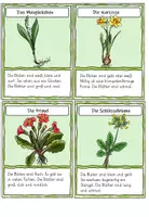 Vorschau - Aufgabenkarten - Frühblüher Lesekarten und Abschreibbüchlein - Seite 3