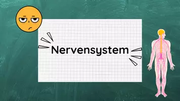 Vorschau - Stundenentwürfe - PPT & Stundenentwurf Nervensystem - Teil 2 - Nervenwelt - Seite 2