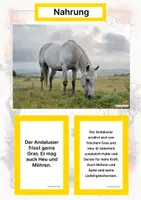 Vorschau - Stationenlernen - Der Andalusier – Steckbrief inklusive – Pferderassen Europas – Montessori Lernkarten (Kontinente entdecken) - Seite 1