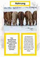 Vorschau - Arbeitsblätter - Das Mongolische Pferd – Steckbrief inklusive – Pferderassen Asiens – Montessori Lernkarten (Kontinente entdecken) - Seite 1