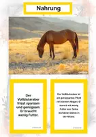 Vorschau - Stationenlernen - Der Vollblutaraber – Steckbrief inklusive – Pferderassen Asiens – Montessori Lernkarten (Kontinente entdecken) - Seite 1