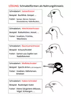 Vorschau - Arbeitsblätter - Schnabelarten heimischer Vögel - AB plus Lernkarten - Seite 3