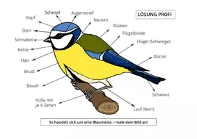 Vorschau - Mal- und Bastelvorlagen - Materialpaket heimische Vögel am Futterhaus (Winter) - Seite 3