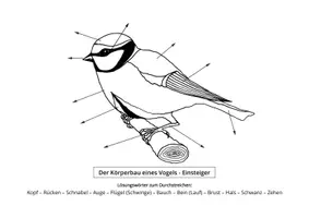 Vorschau - Mal- und Bastelvorlagen - AB Körperbau von Vögeln differenziert mit Ausmalbild - Seite 3