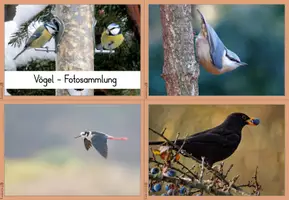 Vorschau - Bildkarten - Vögel Fotosammlung - Seite 3