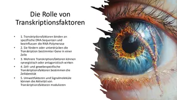Vorschau - Präsentationen/Tafelbilder - Genregulation und Epigenetik | Zellalterung - Präsentation - Seite 2