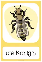 Vorschau - Bildkarten - DIE BIENE - Bild- und Wortkarten - Seite 1