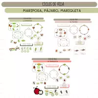 Vista previa - Juegos / Gamificación - Ciclos de vida: Mariquita, mariposa, Pájaro - Portada
