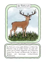 Vorschau - Stationenlernen - Waldtiere Tafelkarten und Zuordnungstext - Seite 2