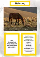 Vorschau - Arbeitsblätter - Das Berberpferd – Steckbrief inklusive – Pferderassen Afrikas – Kontinente entdecken - Seite 1