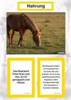 Vorschau - Arbeitsblätter - Das Boerperd – Steckbrief inklusive – Pferderassen Afrikas – Kontinente entdecken - Seite 1