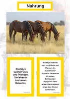 Vorschau - Arbeitsblätter - Der Brumby – Steckbrief inklusive – Pferderassen Australiens – Kontinente entdecken - Seite 1