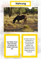 Vorschau - Arbeitsblätter - Der Waler – Steckbrief inklusive – Pferderassen Australiens – Kontinente entdecken - Seite 1