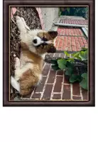 Vorschau - Fördermaterial/Inklusion - Tafelmaterial: Körpersprache von Hunden - Seite 3