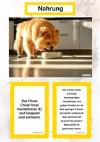 Vorschau - Arbeitsblätter - Der Chow Chow – Steckbrief inklusive – Hunderassen Asiens – Montessori Lernkarten (Kontinente entdecken) - Seite 1