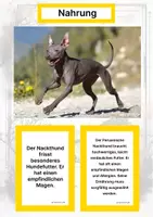 Vorschau - Stationenlernen - Der Peruanische Nackthund – Steckbrief inklusive – Hunderassen Südamerikas – Montessori Lernkarten (Kontinente entdecken) - Seite 1