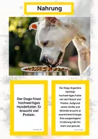 Vorschau - Arbeitsblätter - Der Dogo Argentino – Steckbrief inklusive – Hunderassen Südamerikas – Montessori Lernkarten (Kontinente entdecken) - Seite 1