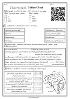 Vorschau - Arbeitsblätter - Das Gehirn verstehen – differenzierte Arbeitsblätter zum Gehirn-Check - Seite 3