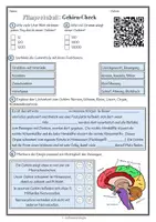Vorschau - Arbeitsblätter - Das Gehirn verstehen – differenzierte Arbeitsblätter zum Gehirn-Check - Seite 1