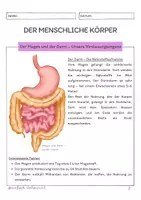 Vorschau - Unterrichtsreihen - Der menschliche Körper - Der Magen und der Darm - Seite 2