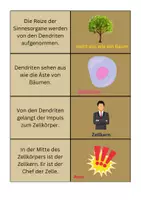 Vorschau - Spiele - Legespiel Weg Nervenzelle - Biologie - Seite 2