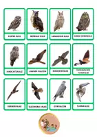 Vorschau - Stundenentwürfe - Vögel aus Europa karte - zu - karte (realistische Bilder) - Seite 2