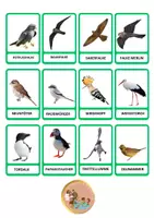 Vorschau - Stundenentwürfe - Vögel aus Europa karte - zu - karte (realistische Bilder) - Seite 3