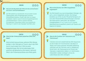 Vorschau - Merkblätter - Genetik - Lernkartei - Seite 3