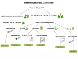Vorschau - Arbeitsblätter - Bestimmungsschlüssel Laubbäume HSU - Deckblatt