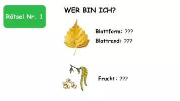 Vorschau - Quiz - Quiz Laubbäume und ihre Früchte mit Lösung - Seite 1