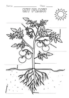 Vista previa - Hojas de trabajo - PARTS OF A PLANT 1st grade - Portada
