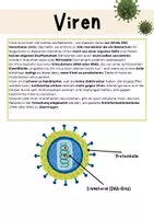 Vorschau - Arbeitsblätter - Bakterien und Viren im Vergleich - Seite 2