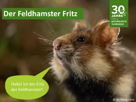 Vorschau - Stundenentwürfe - Lebensweise und Schutz des Feldhamsters - Deckblatt