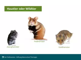 Vorschau - Stundenentwürfe - Lebensweise und Schutz des Feldhamsters - Seite 1